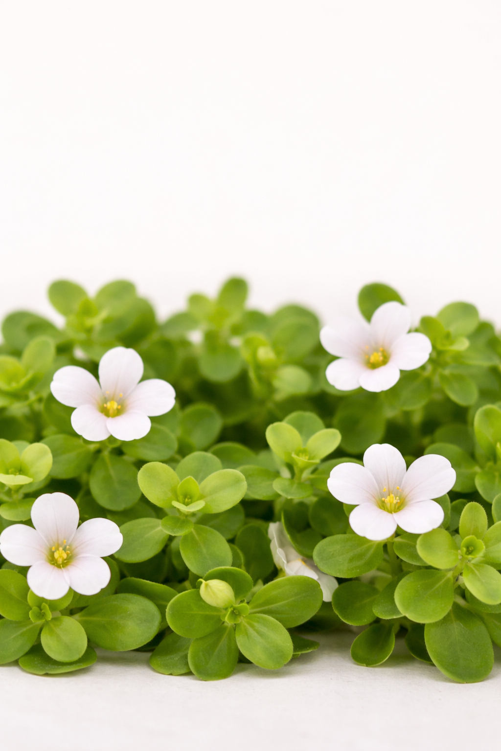 Bacopa Monnieri