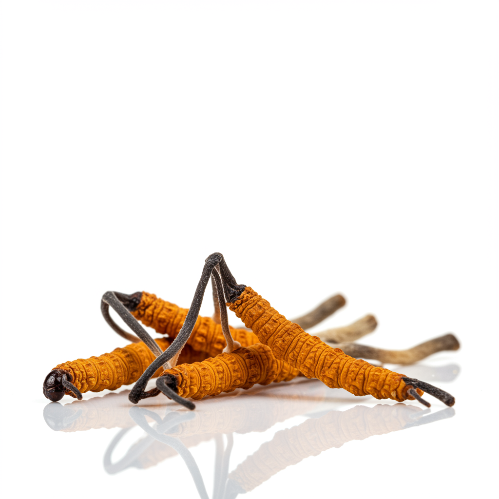 Cordyceps Sinensis