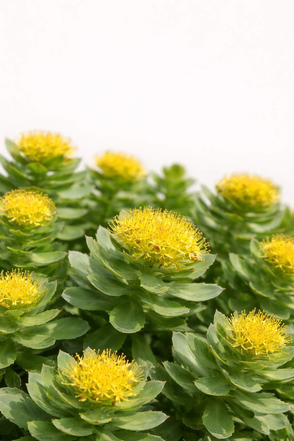 Rhodiola Rosea
