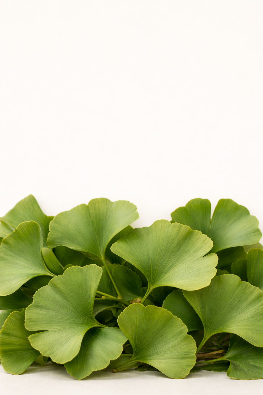 Ginkgo Biloba